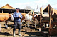 В Туве фермер - участник госпрограмм успешно развивает молочное животноводство